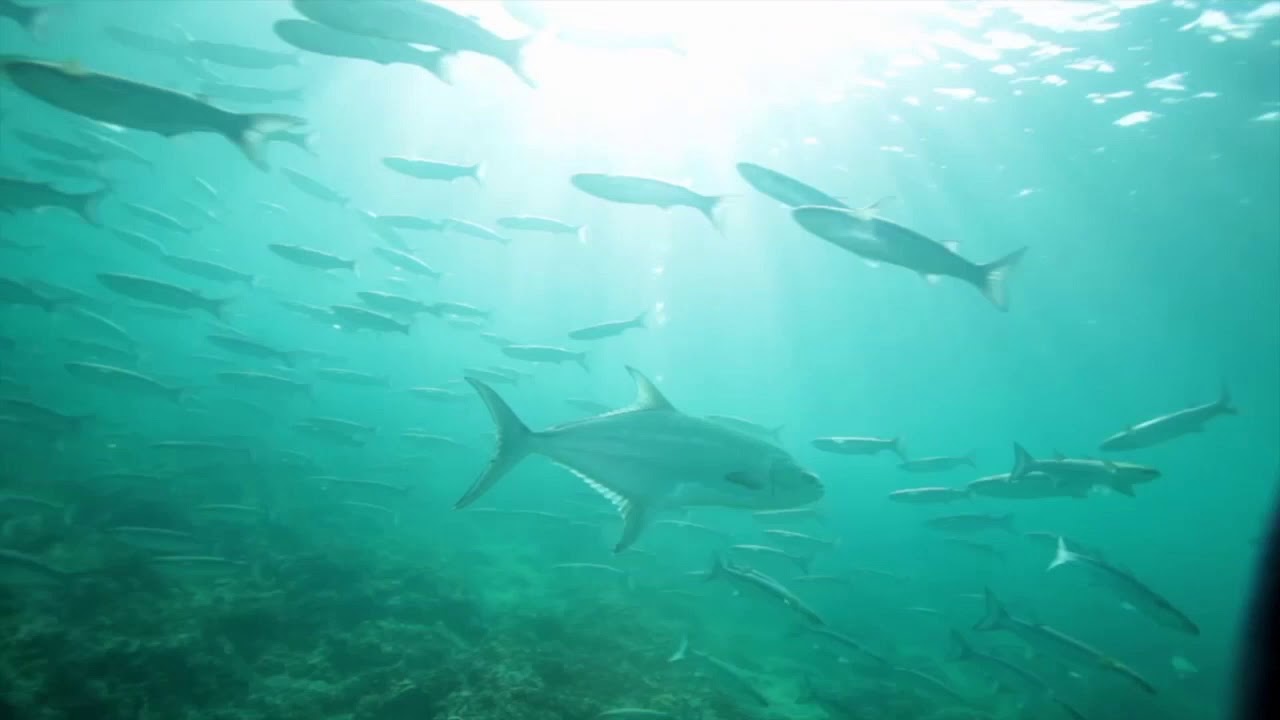 Torre Guaceto Marine Protected Area Italy
