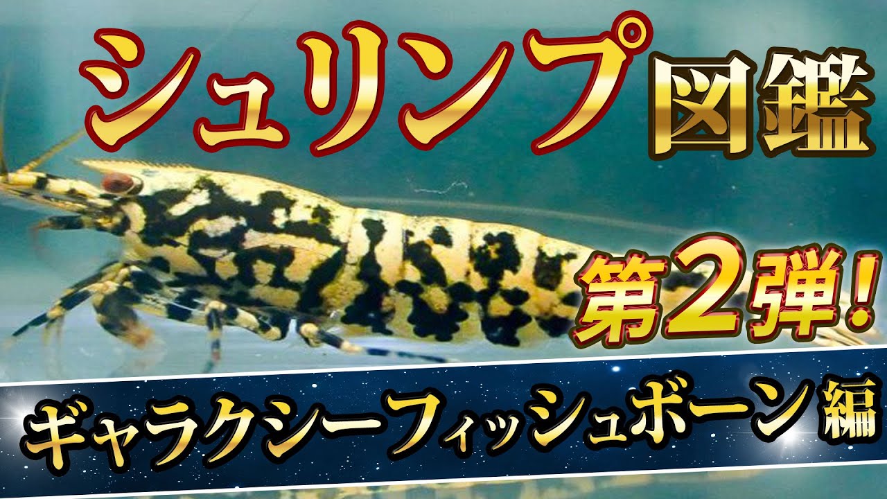 シュリンプ図鑑 第二弾 ギャラクシーフィッシュボーン編【ローキーズネオ】