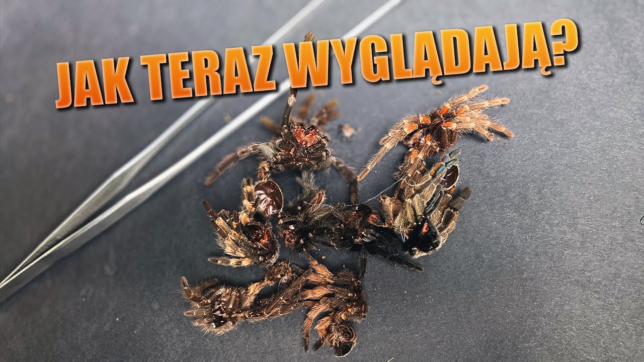 #106 Przegląd ptasznik&oacute;w, kt&oacute;re wyliniały