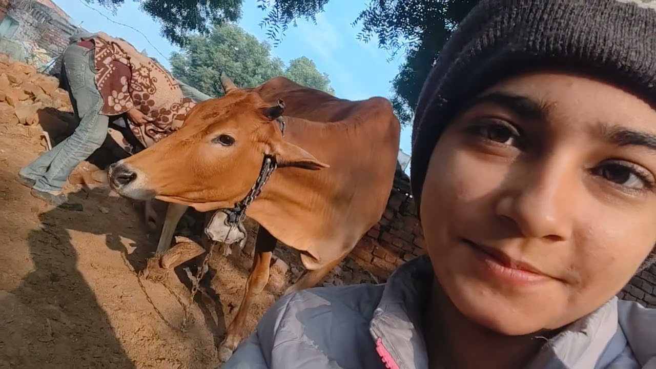 Cow baby de rhi h 