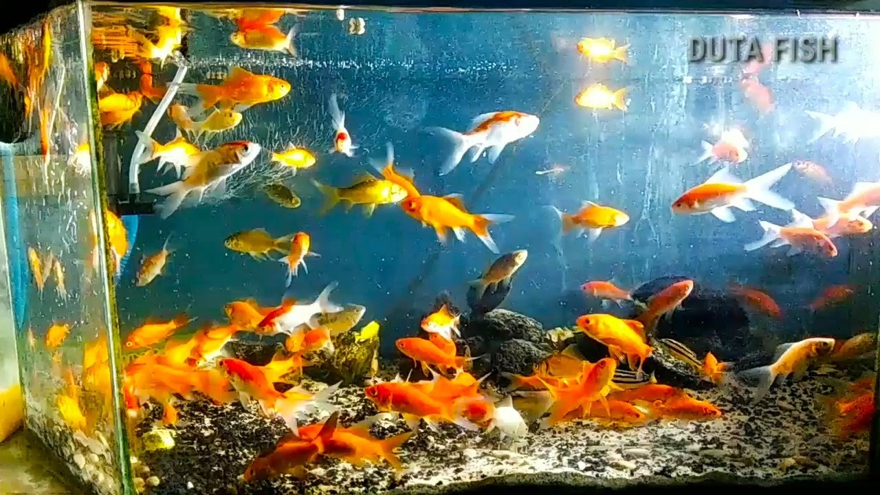 IKAN KOMET - berikut asal usul ikan komet dan cara perawatannya