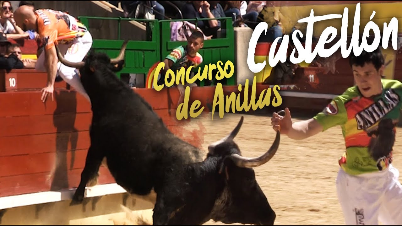 💥 CONCURSO DE ANILLAS CON VACAS DE MARCÉN 🎖️CASTELLÓN 2019