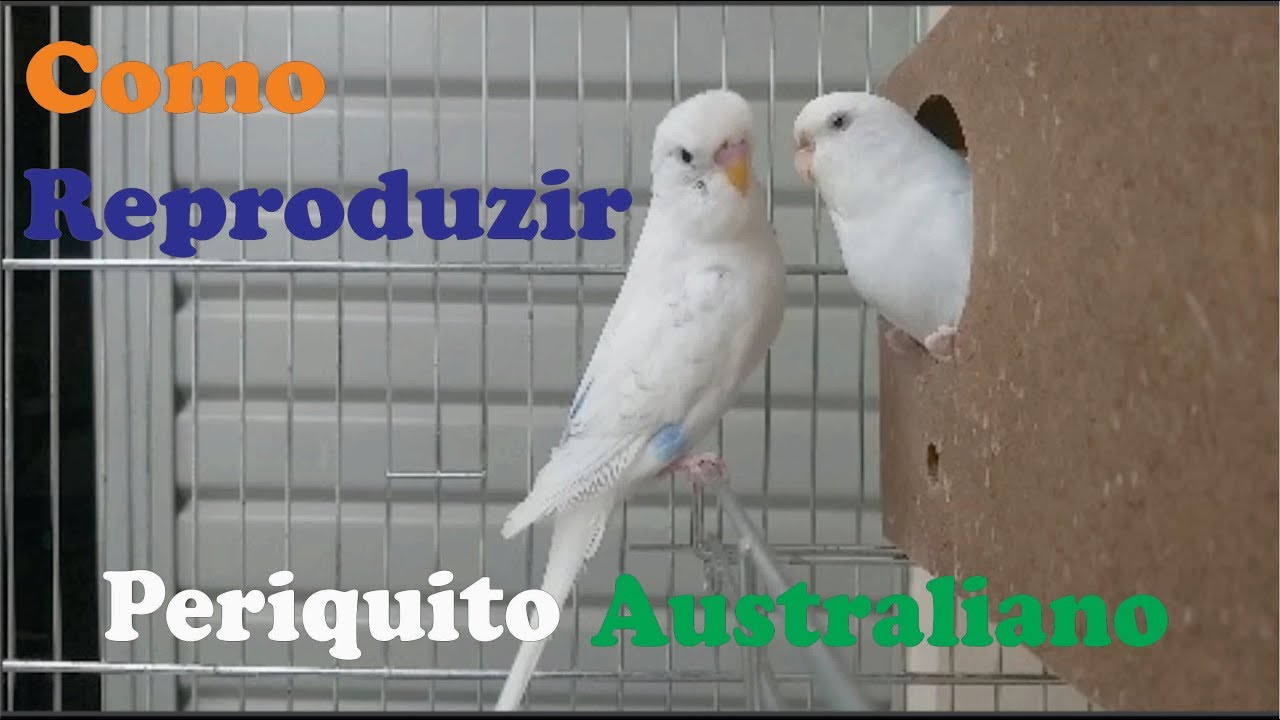 Periquito Australiano - Como Reproduzir!