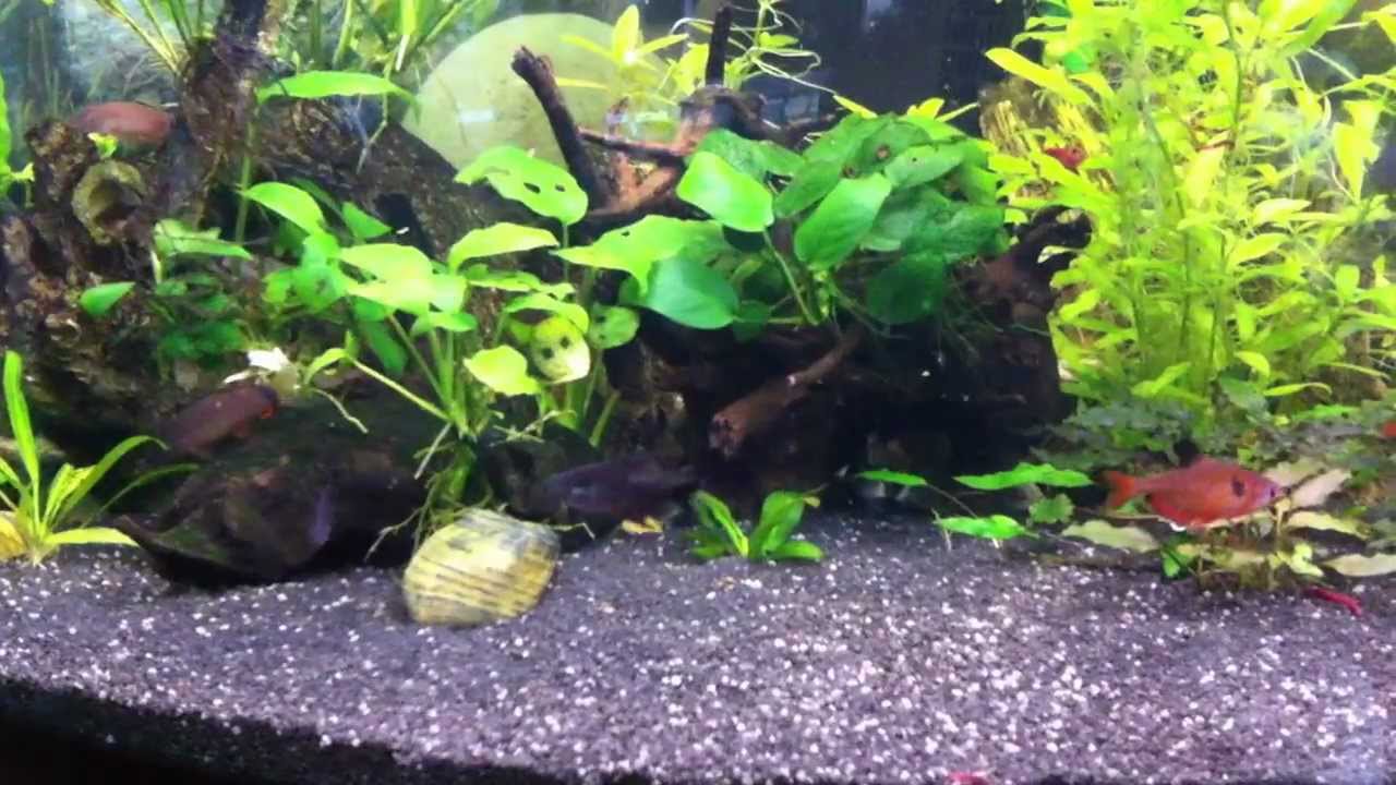 Yasuhikotakia splendida сплендиды 2012 февраль_1239.MOV