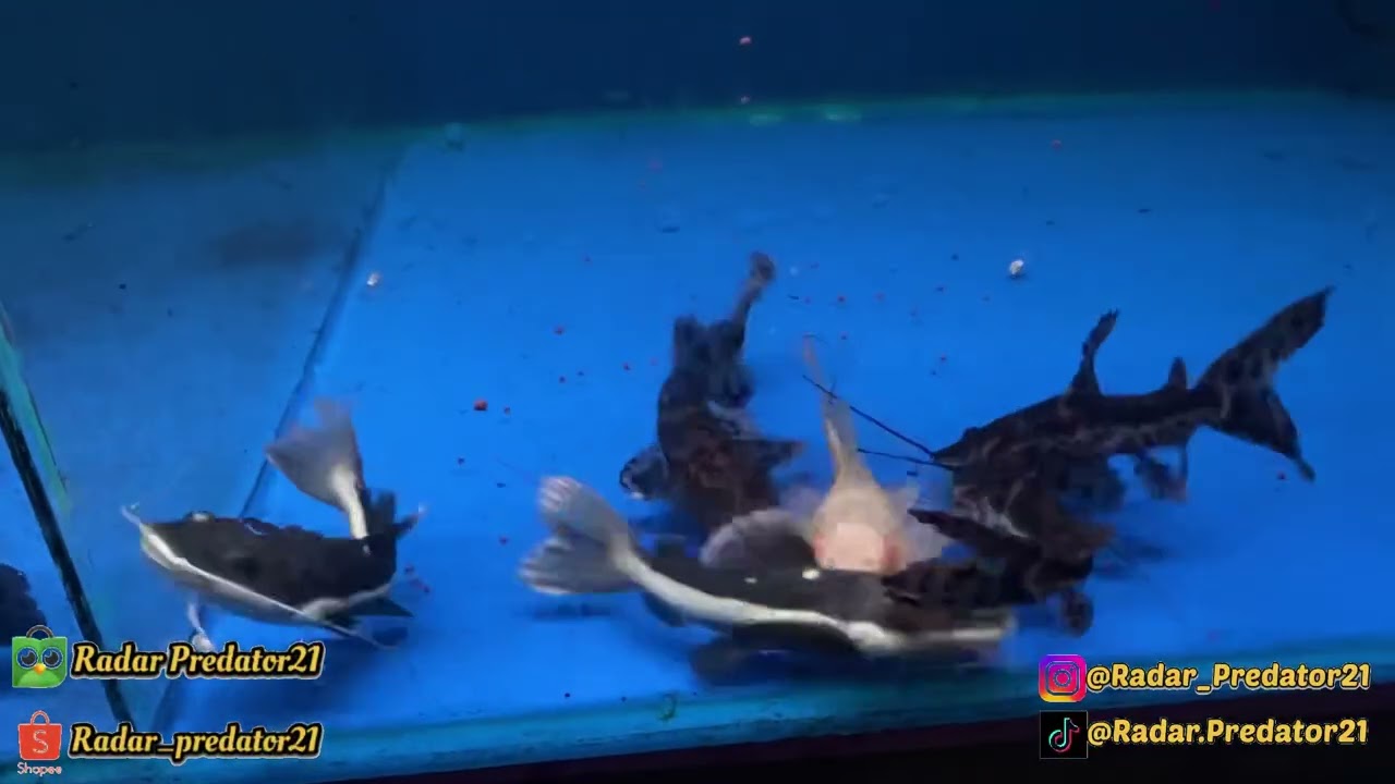 CARA MUDAH MELATIH IKAN CATFISH (RTC, TSN, dan lainnya) AGAR DOYAN MAKAN PELET‼️