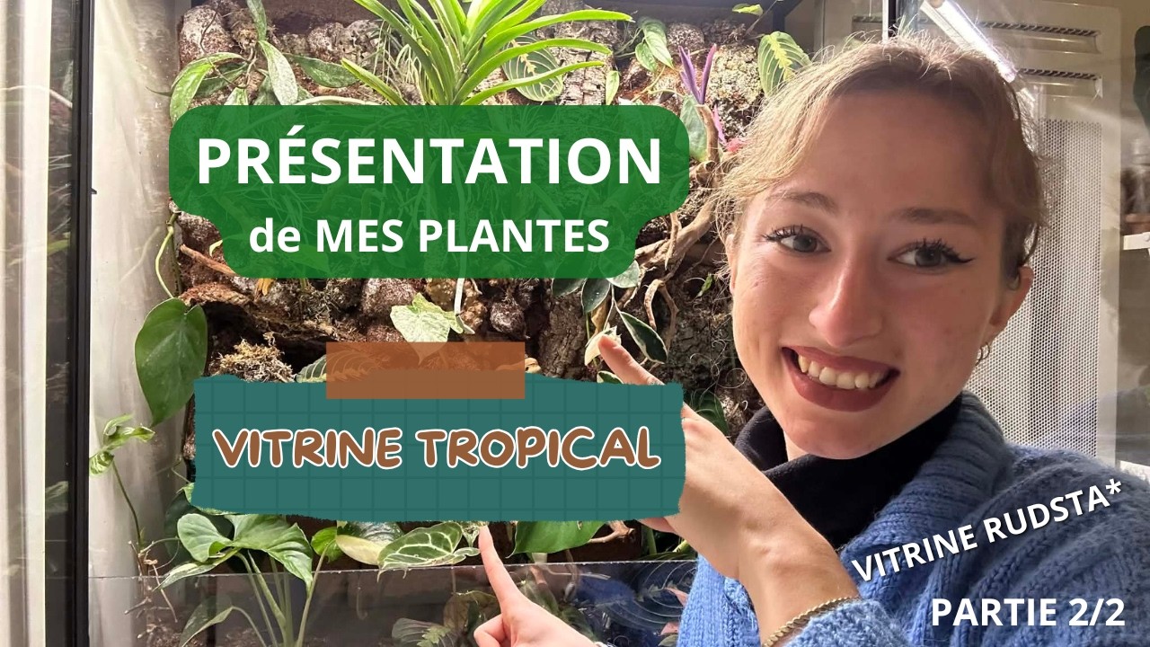 PRÉSENTATION de MES PLANTES DANS MA VITRINE TROPICAL 🪴 | VITRINE RUDSTA 2/2