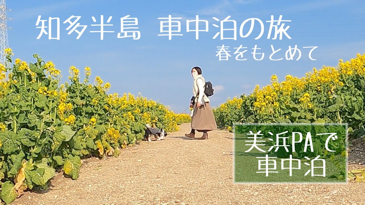 【犬と車中泊】陶芸の町と早春の花農園をお散歩し、美浜PAで車中泊。知多半島車中泊の旅・前編 / 常滑やきもの散歩道 / 魚太郎本店 / 観光農園花ひろば / 海のドラゴン / えびせんべいの里  /