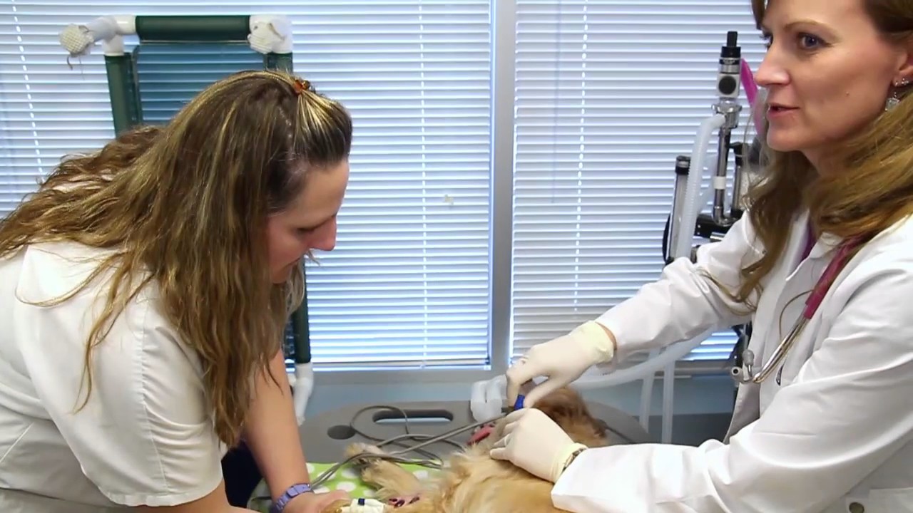 CARE VETERINARY CENTER  Emergency Care