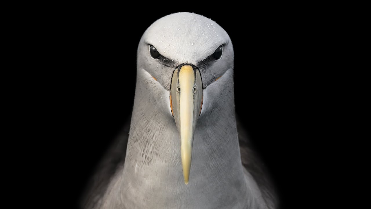 New Zealand Bird Photography