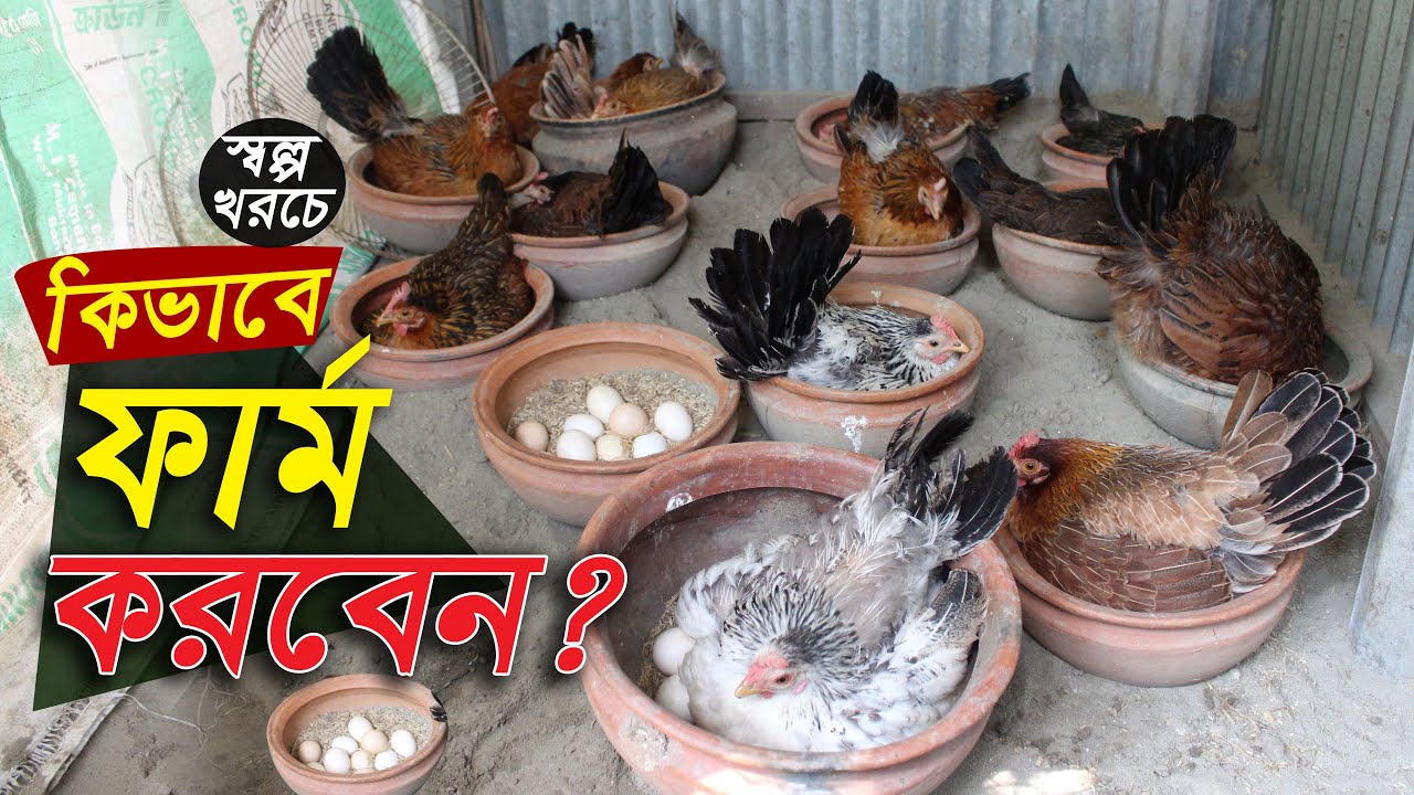 স্বল্প খরচে কিভাবে দেশি মুরগির ফার্ম শুরু করবেন | দেশি মুরগি পালন পদ্ধতি | Murgi khamar
