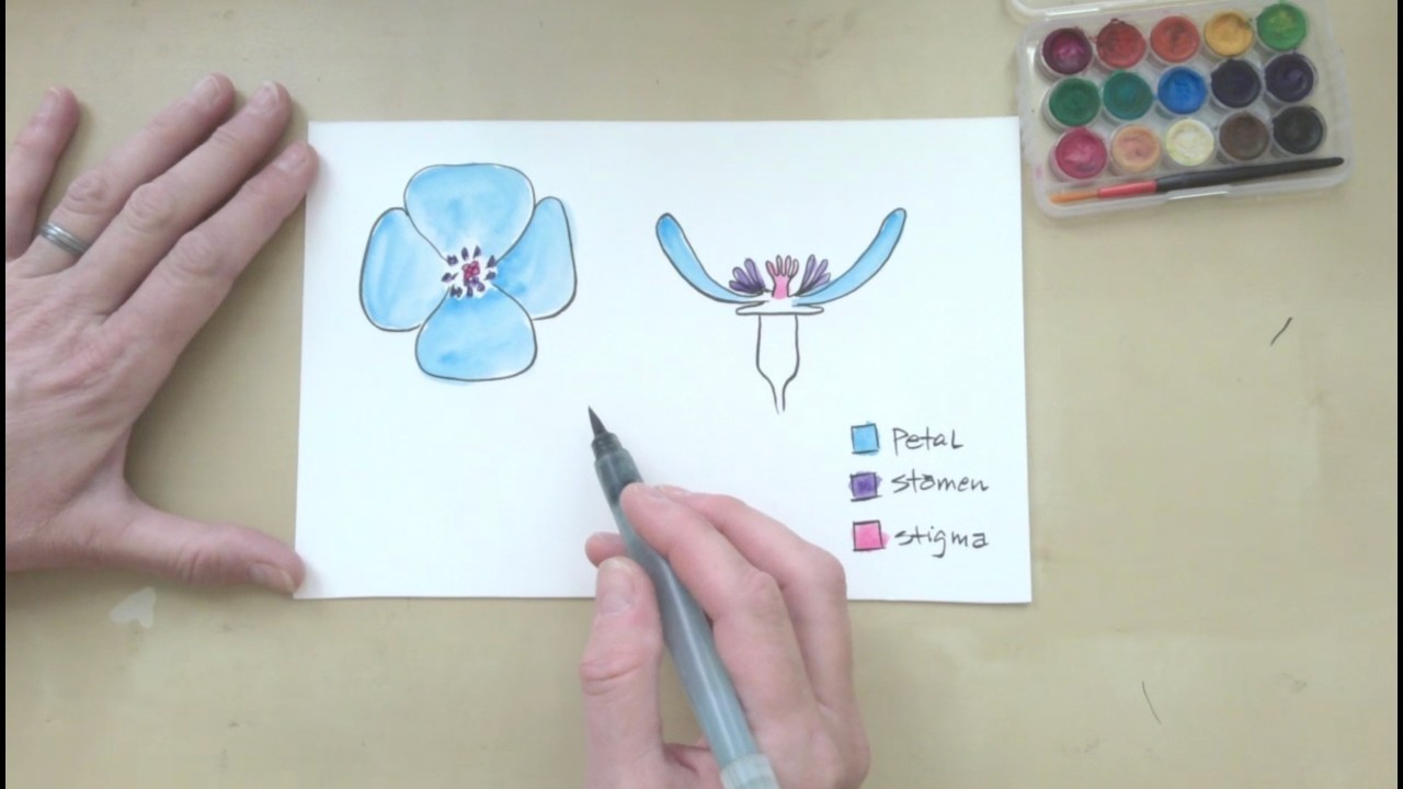 Nature Journaling: Using Symbolic Color 2026