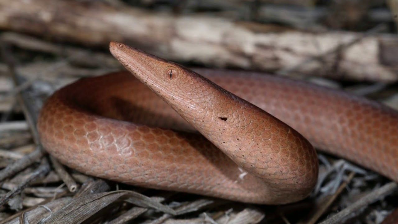 Burtons Legless Lizard Poem