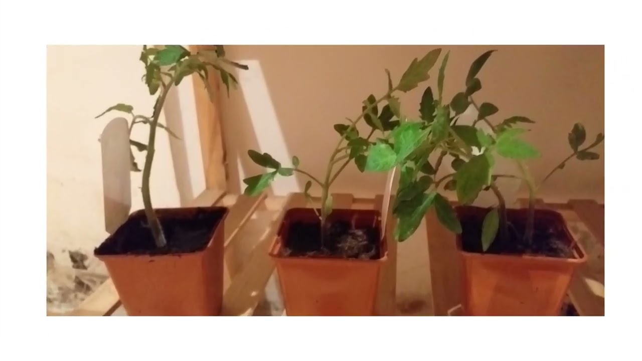 Réussir ses semis de courgette , petit rond et plant de tomate au printemps
