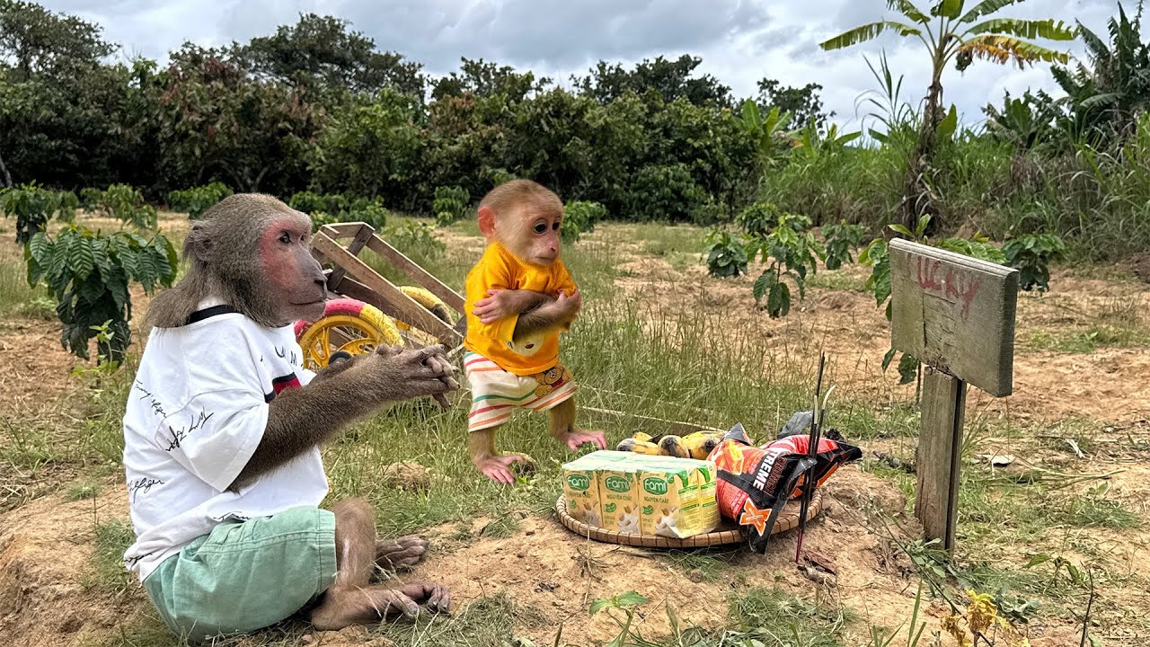 Abu Sadly Takes Baby Monkey to Visit Monkey LUCKY After a Long Time