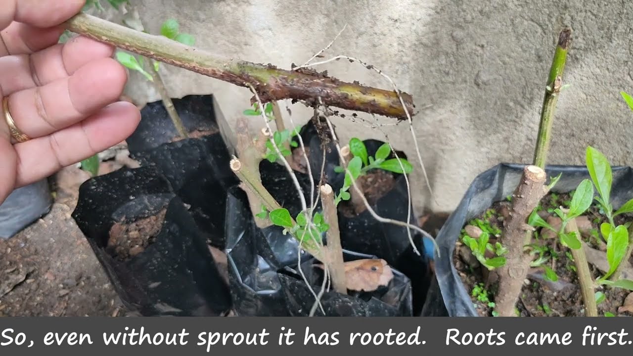 How to Root African Bitter Leaf Cuttings