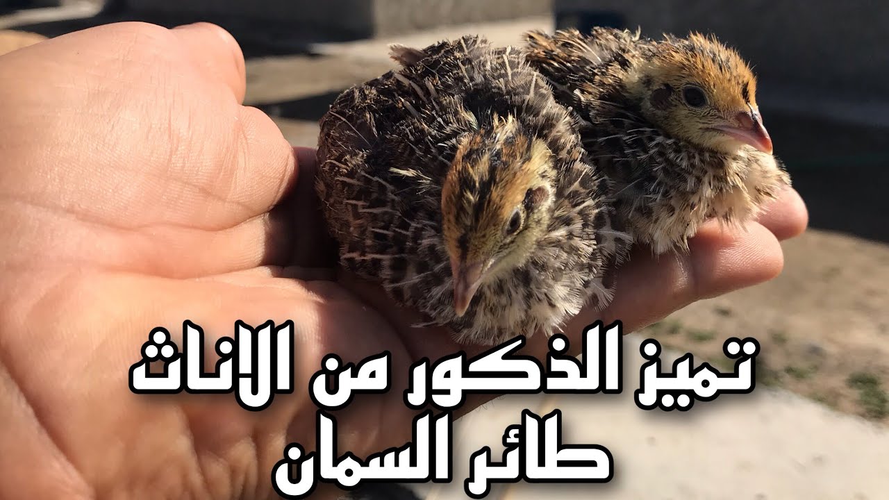 تميز الذكور من الاناث طائر السمان(السلوئ)