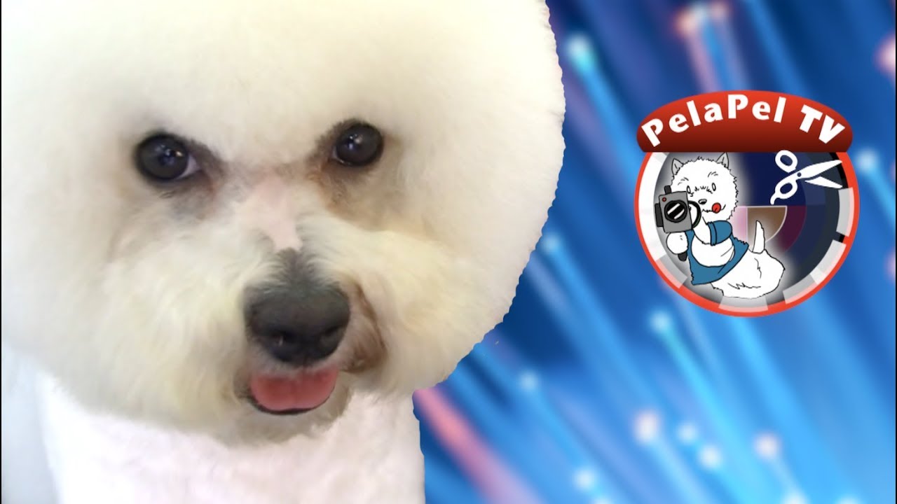 PELUQUERÍA CANINA DEL BICHÓN FRISÉ CON LLUISA ROYO