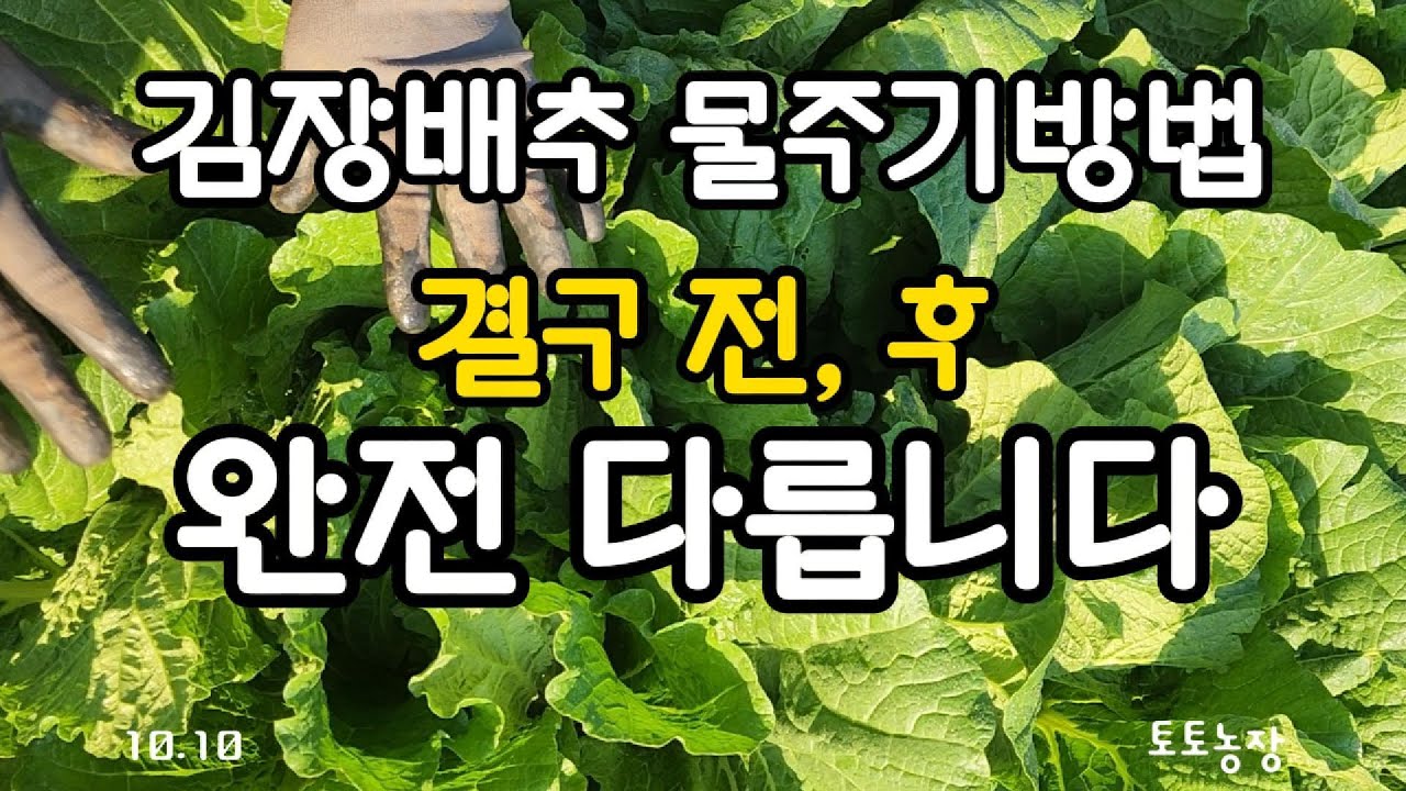 김장배추 물주기방법 결구전,후 완전다릅니다 #Napa cabbage #배추물주기 #김장배추 #유기농