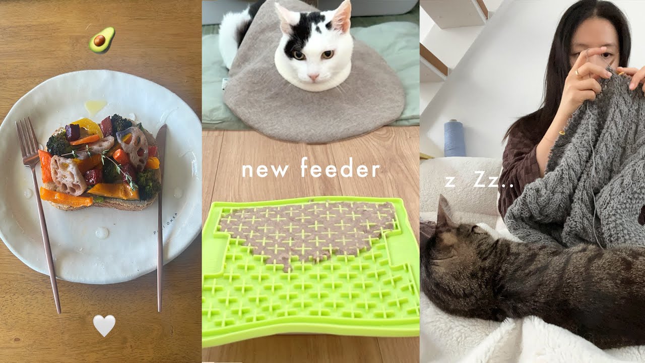 새로운 고양이 식기 도전🥣 쫌쫌따리 쇼핑🛒 편물 덮고 자는 애옹이들... 집사 일상 vlog
