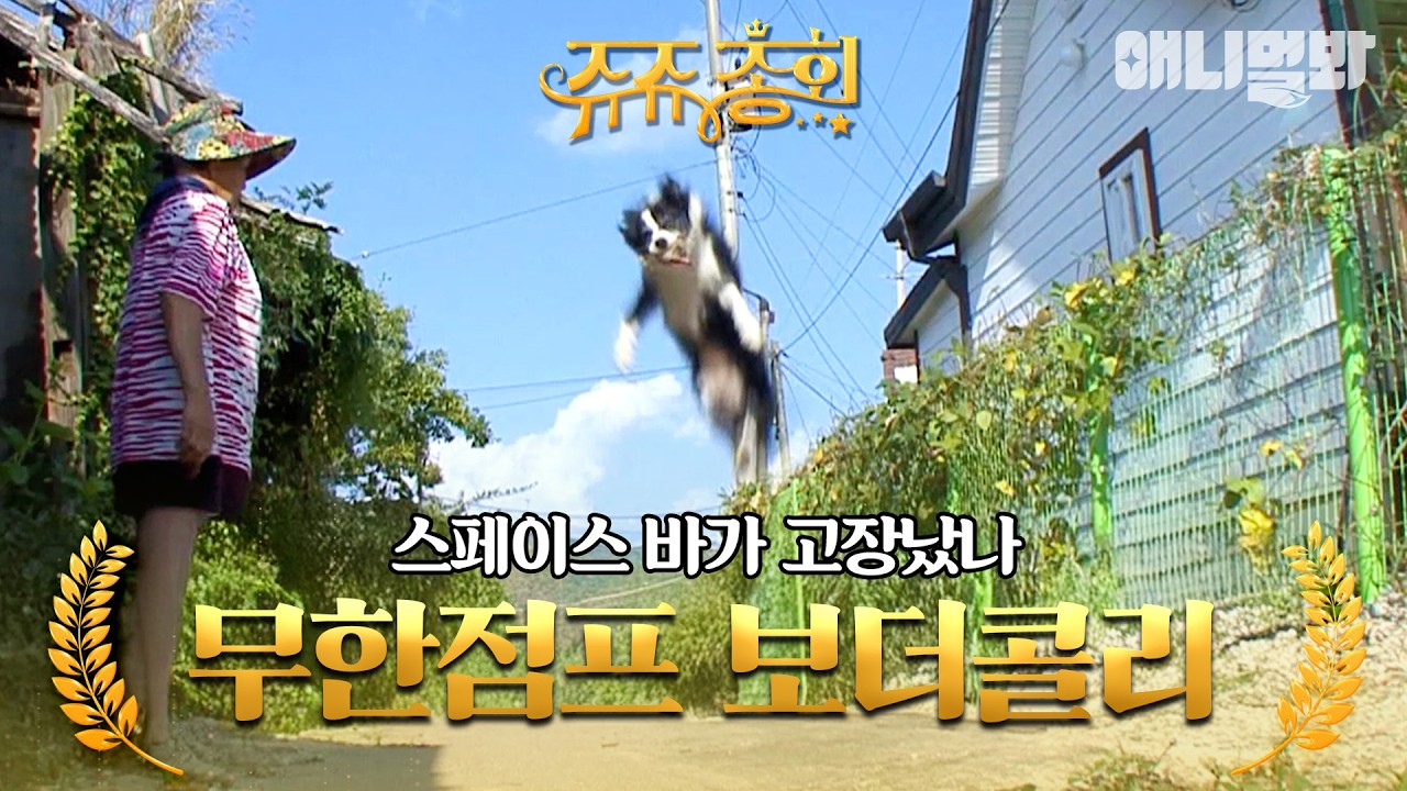 [#쥬쥬총회] 스페이스 바가 고장나면? 보더콜리가 됩니다🐕 #TV동물농장 #AnimalFarm #애니멀봐