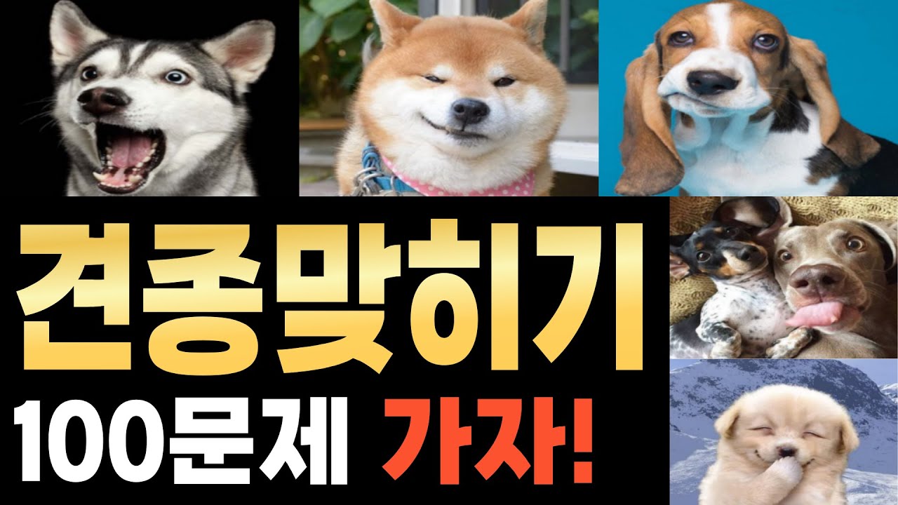 【견종 100개 맞히기】ㅣ견종퀴즈ㅣ견종 맞추기ㅣ강아지퀴즈ㅣ댕댕이 퀴즈