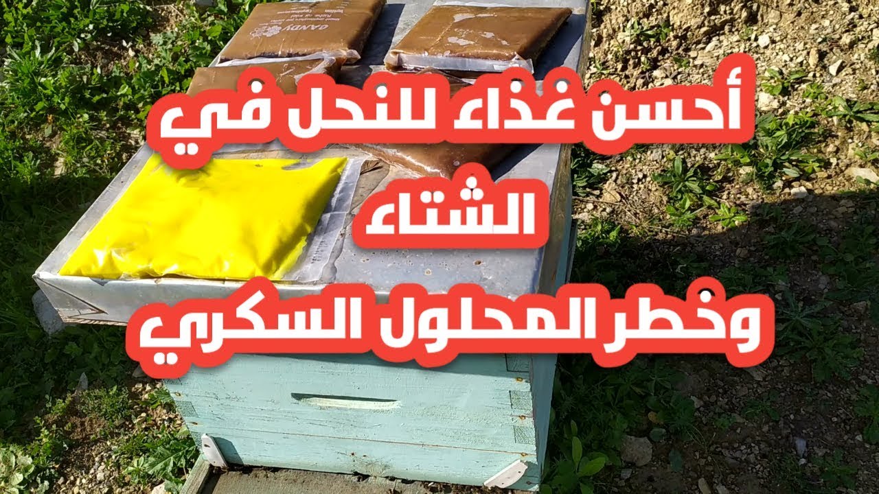 ماهو أحسن غذاء للنحل في الشتاء وخطورة المحلول السكري في هذا الفصل