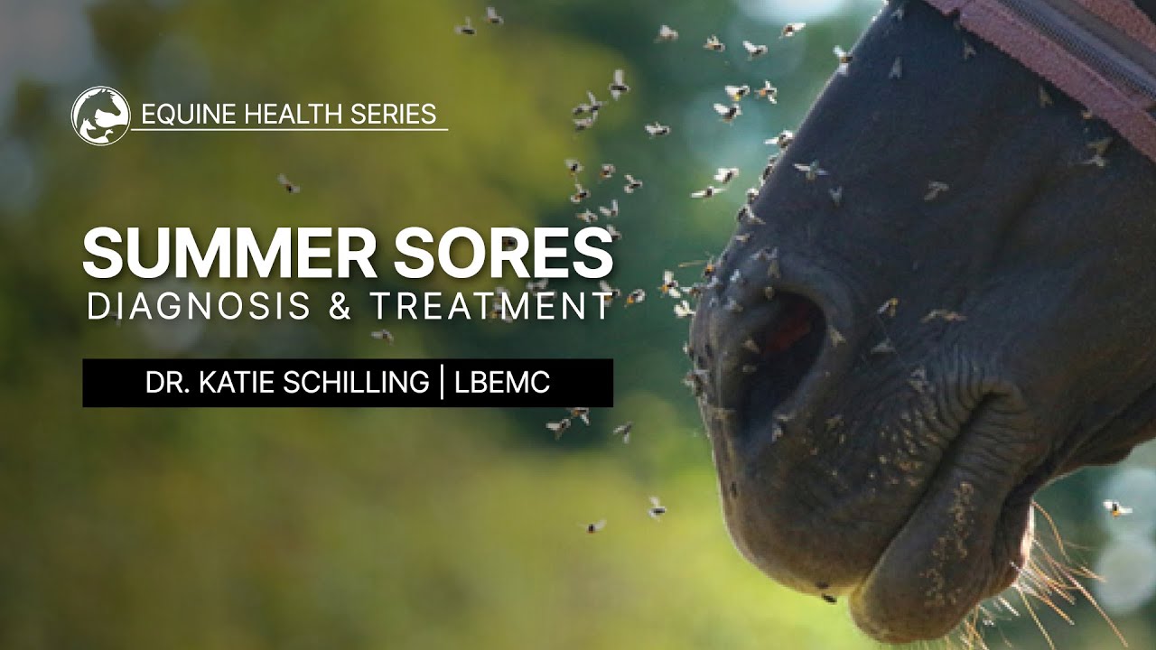 Summer Sores: Diagnosis & Treatment