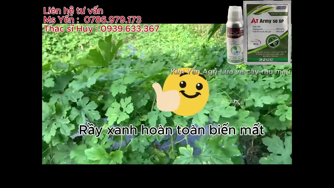 Trừ rầy xanh khổ qua, đốm vàng sương mai trên khổ qua bằng bộ đôi AT Army 50 SP và Amitop 450 SC