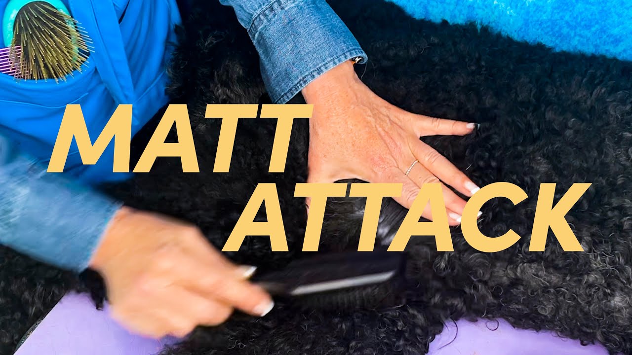 The 5-Step Method for Dematting Your Dog: Grooming at Home for Show Dogs & Companions!