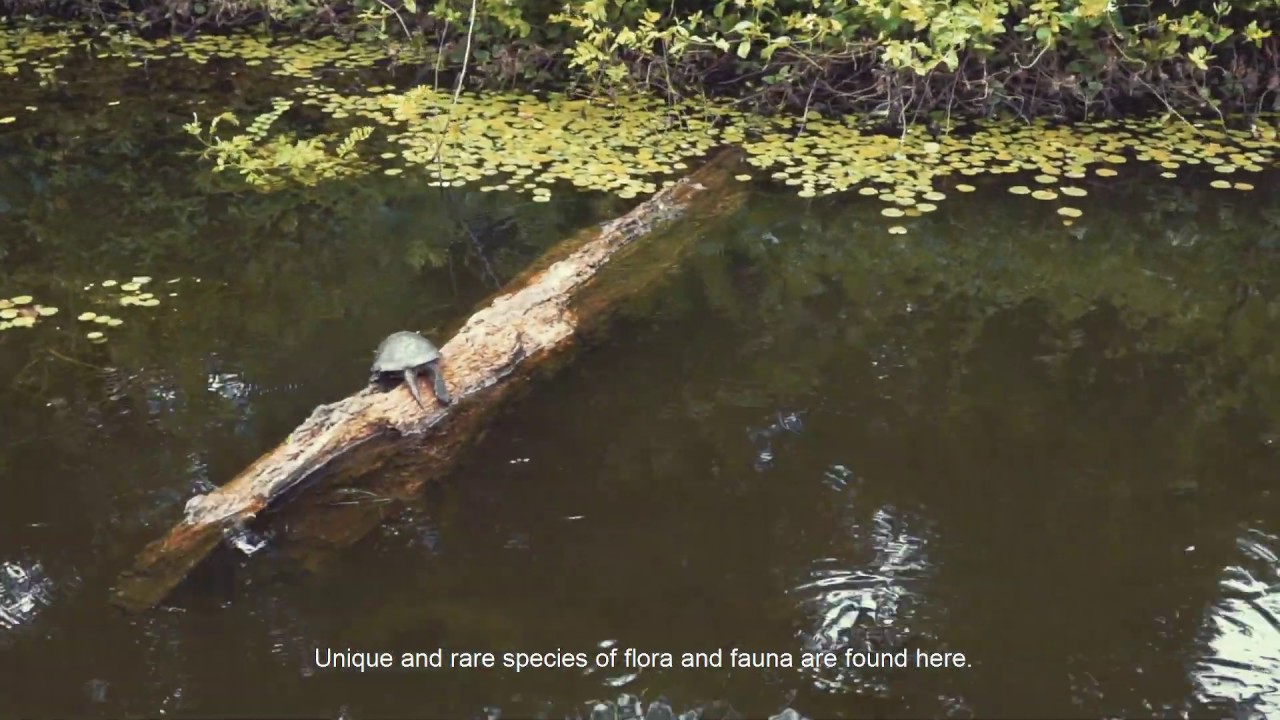 Colchic Forests and Wetlands are nominated&nbsp;for inscription on the UNESCO World Heritage List.