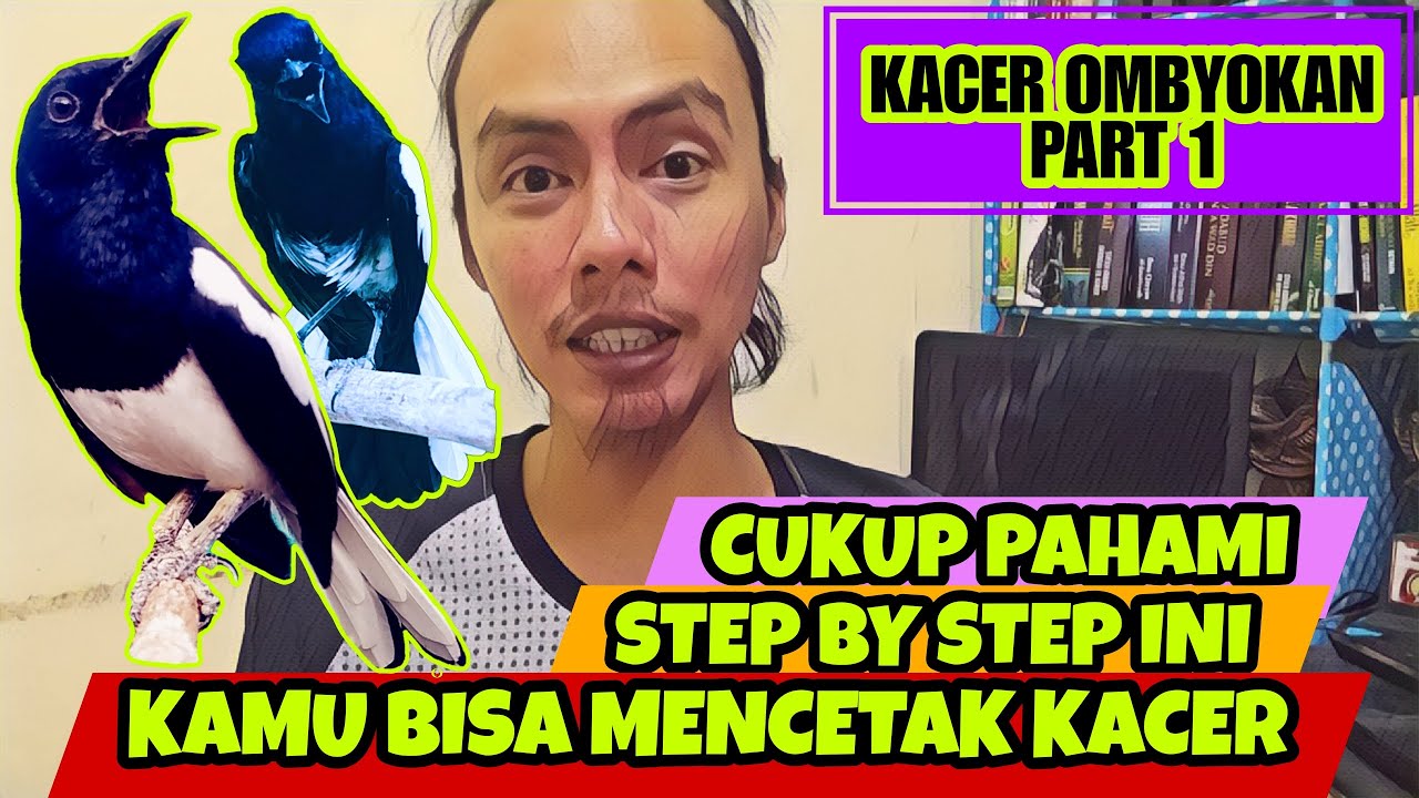 PART 1, BEGINI CARA MERAWAT KACER BAHAN OMBYOKAN AGAR CEPAT GACOR