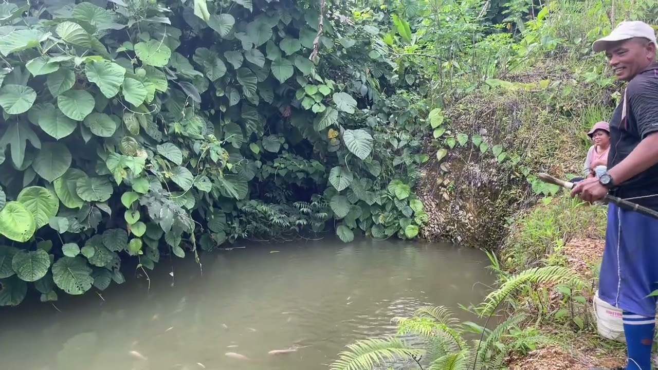 Menjala Ikan Merah di dalam kolam. #fishing