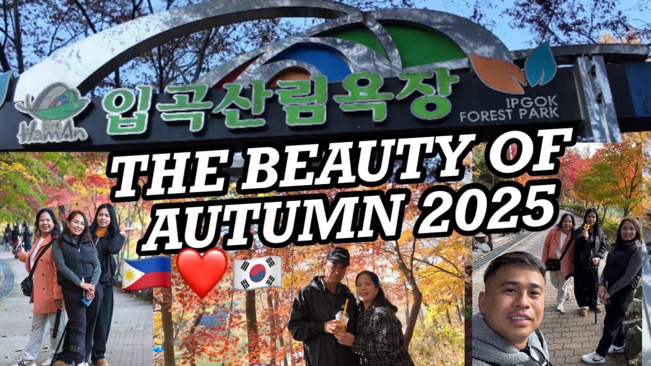 HAMAN IPGOK FOREST PARK/ / HAMAN TOURIST SPOT IN AUTUMN/함안 입곡 산림욕장2025/MTPnKorea Sanin/Autumn Leaves