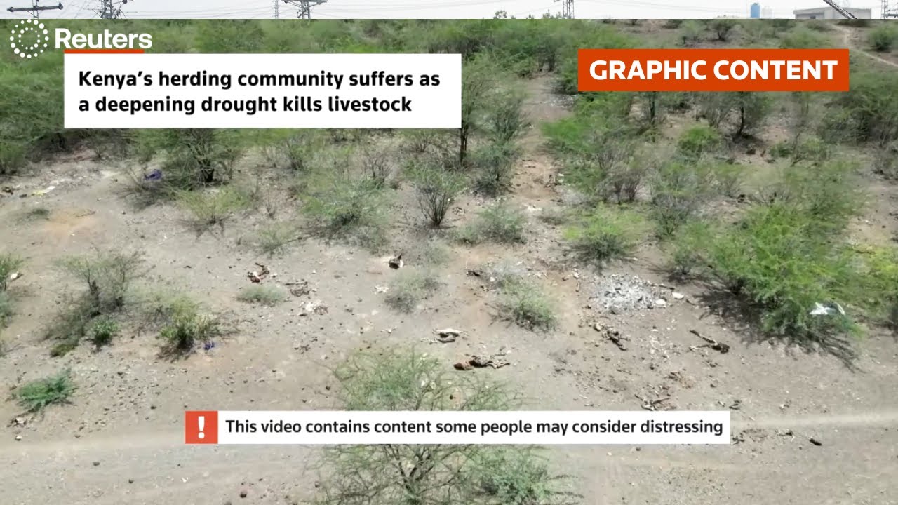 WARNING: GRAPHIC CONTENT: Herders in Kenya suffer heavy livestock losses as drought deepens