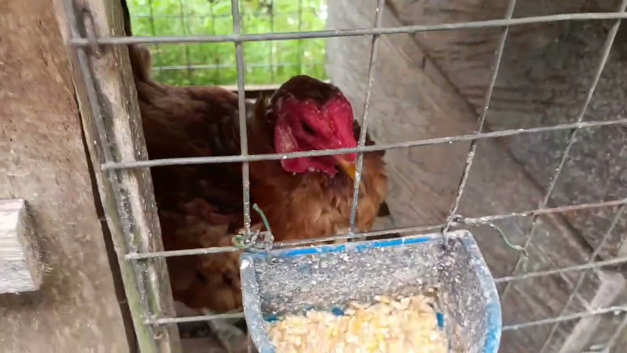 Kampung di Song | Ayam Belaan