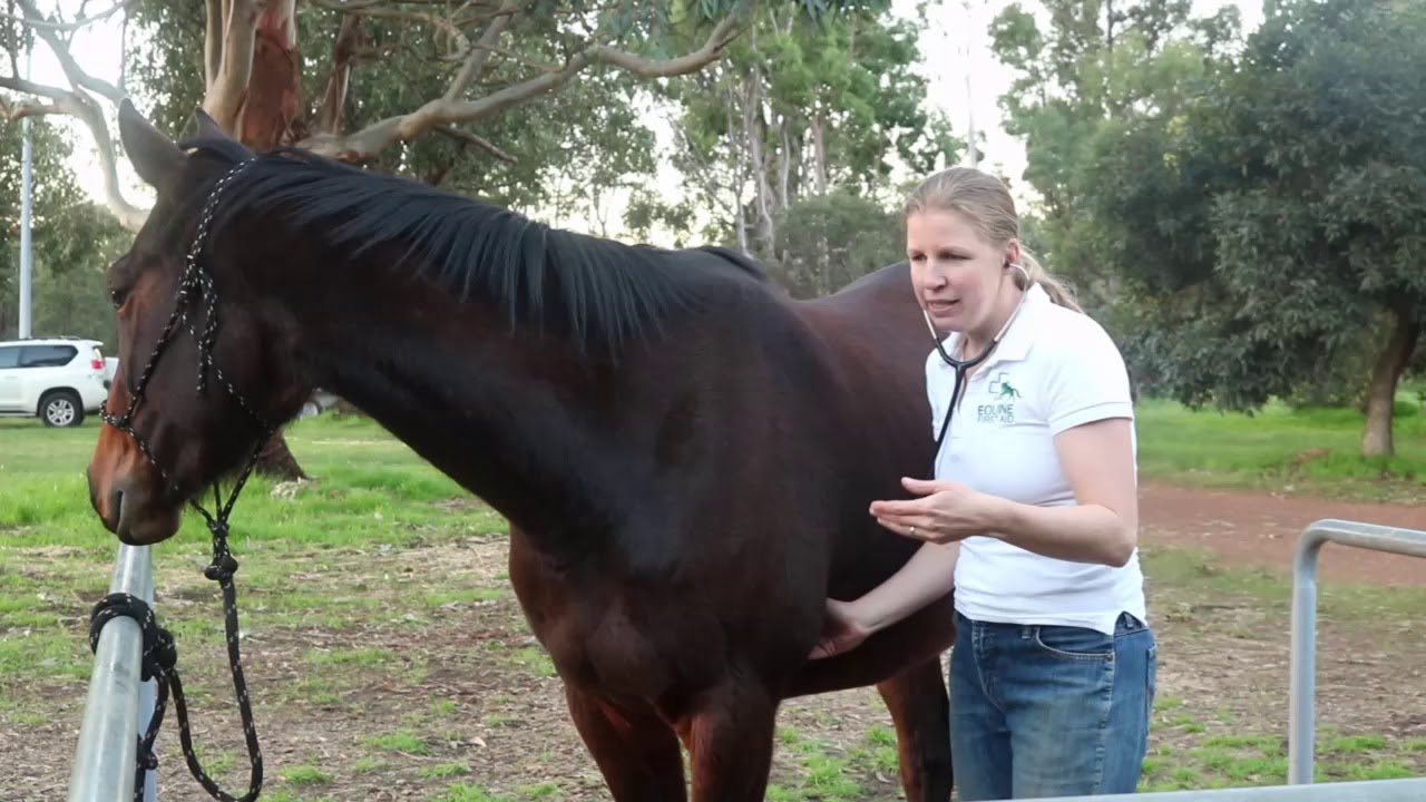 How to measure your horse's heart rate with a stethoscope