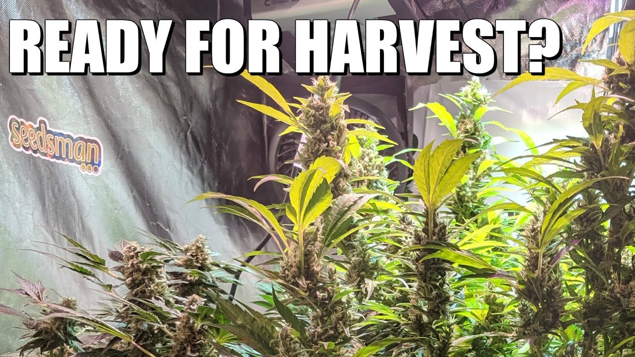 Growing Cannabis Week 8 Flower Update