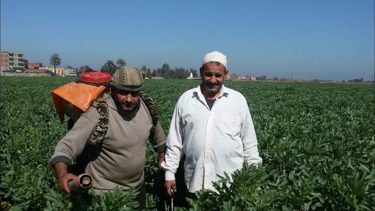 مشروع الربح العالى من زراعة الفول البلدى على مصاطب.. Won many dollars of bean cultivation