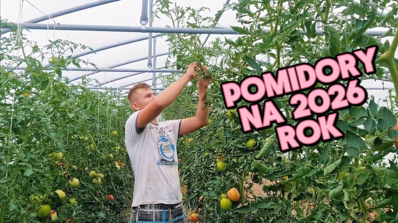 Jakie pomidory siać w 2026? Sprawdzone odmiany dla tunelu i gruntu