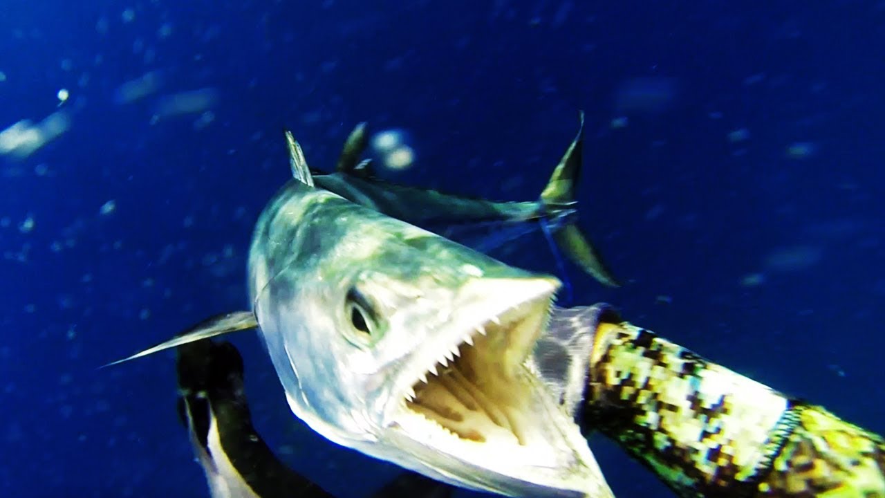 Spearfishing for Spanish / King Mackerel in Australia Part 1