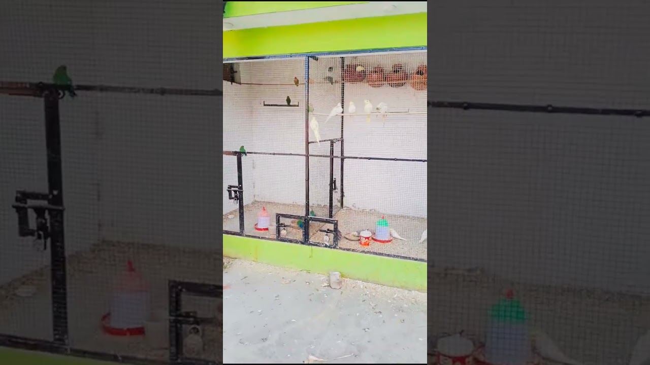 Cockatiel & Lovebirds Colony 💥#cockatiel #lovebirds #shorts 💥