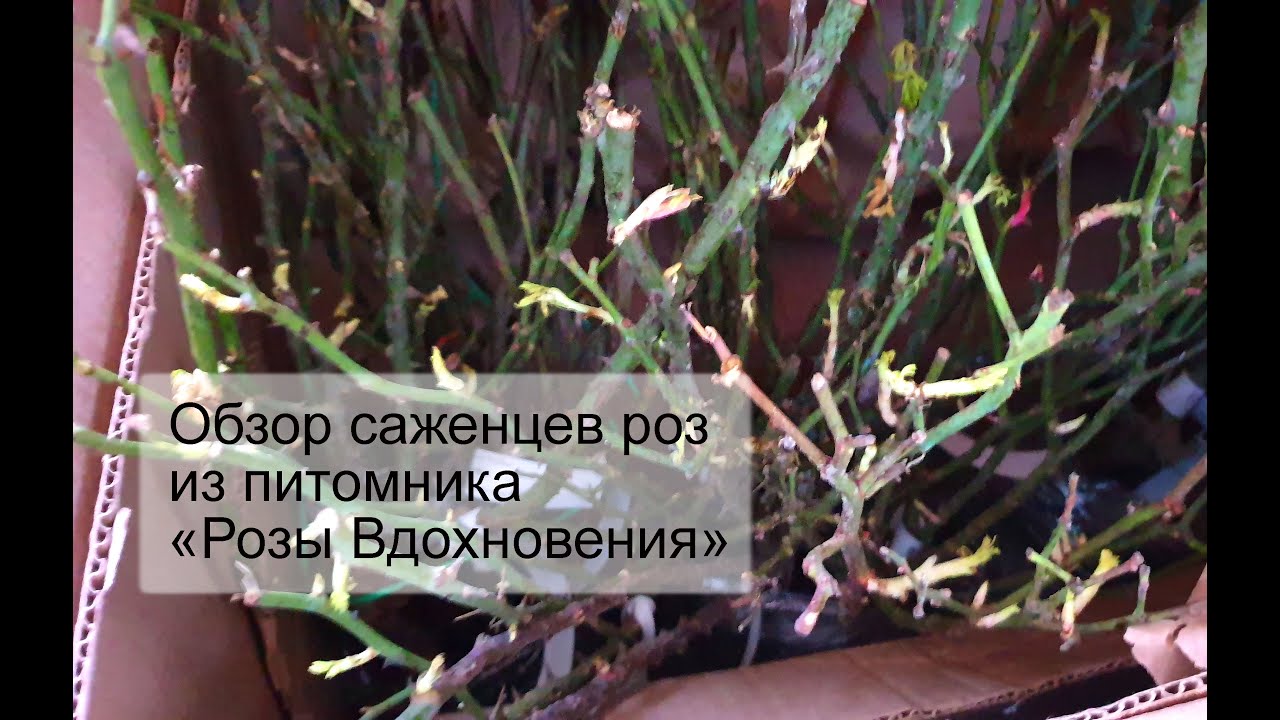 Питомник 