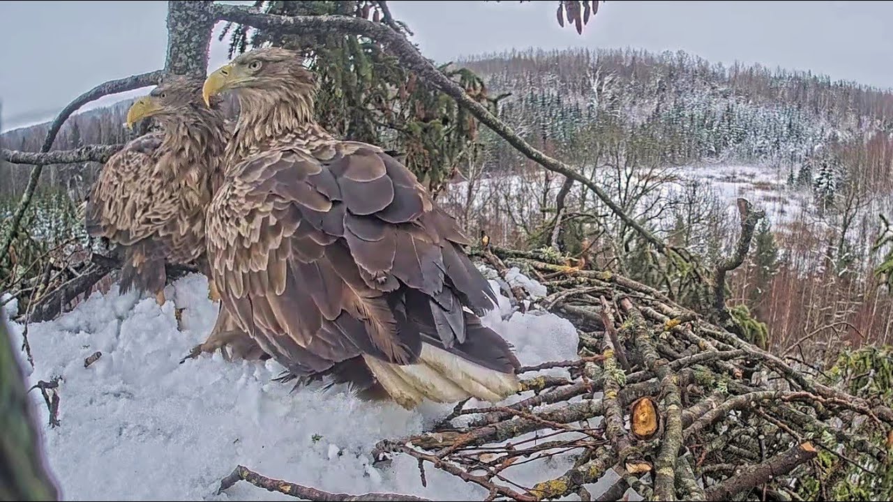Jūras ērgļis~ 🥰 New Year visit by Milda & Zorro~10:42 2026/01/02
