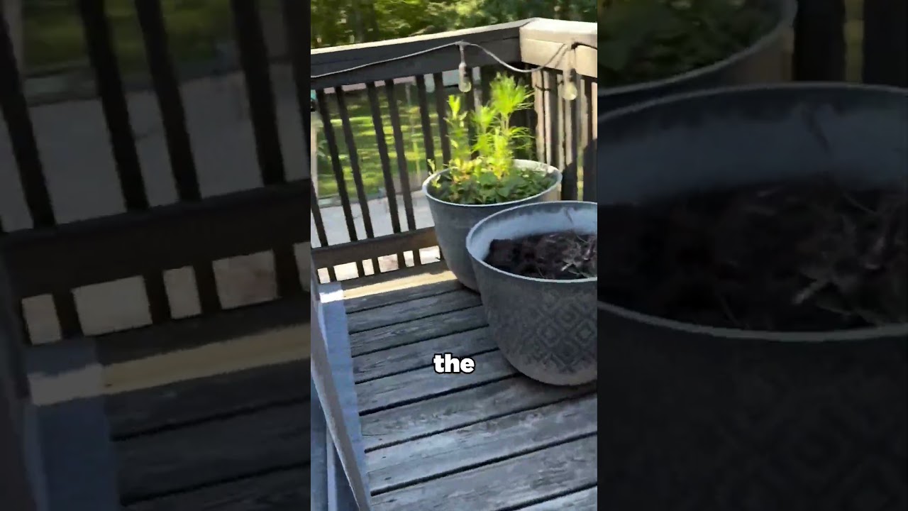 A hidden cat paradise 😺