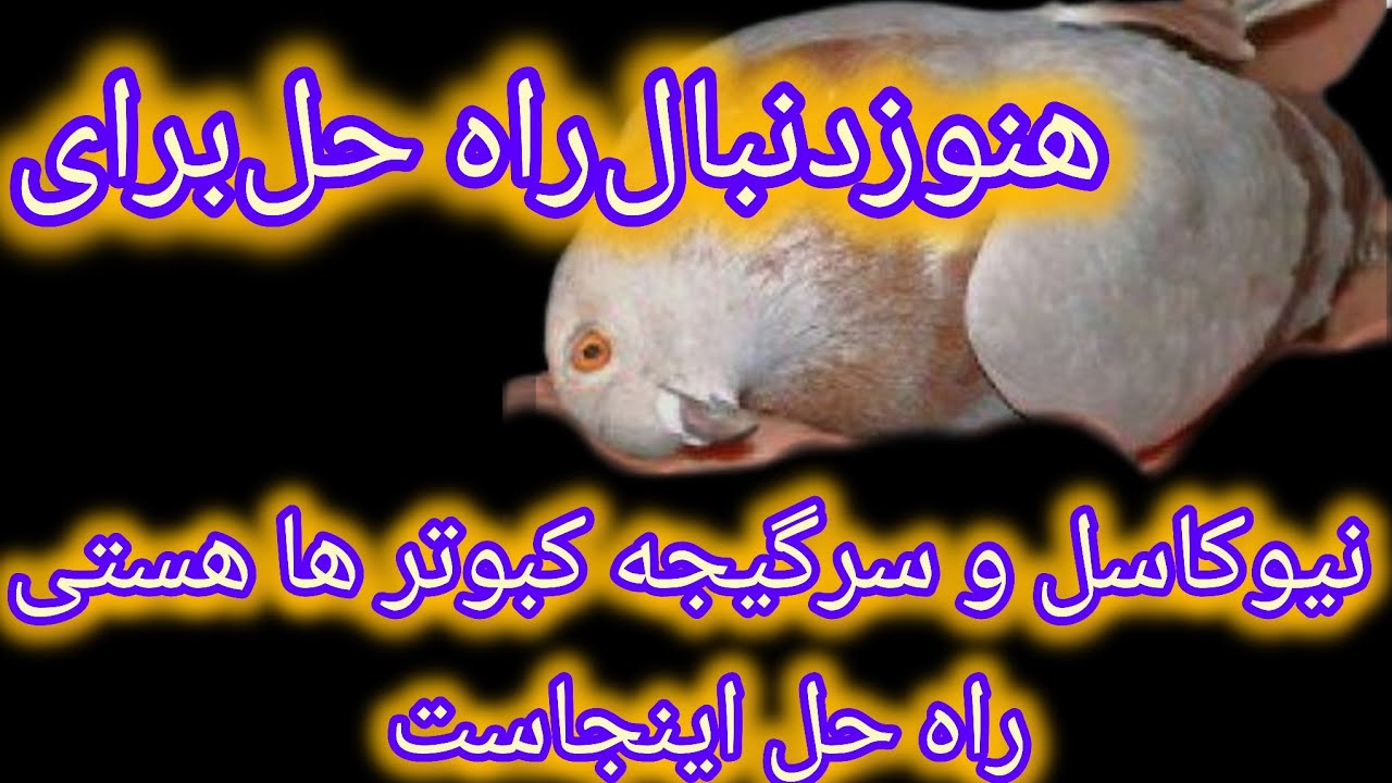 دیگه نگران نیوکاسل کبوتر ت نشو این ویدیو بهترین راه حل با تجربه خودمه نگاه کن