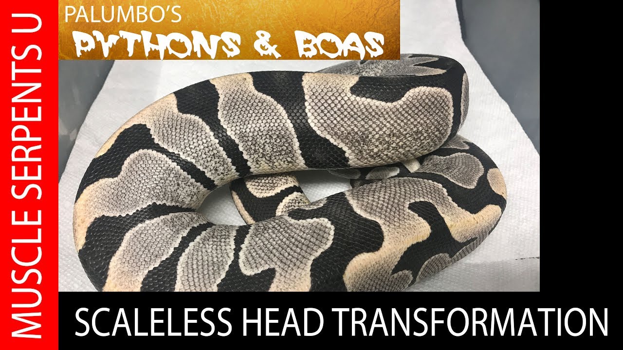 Scaleless Head Ball Python Spontaneous Color Change