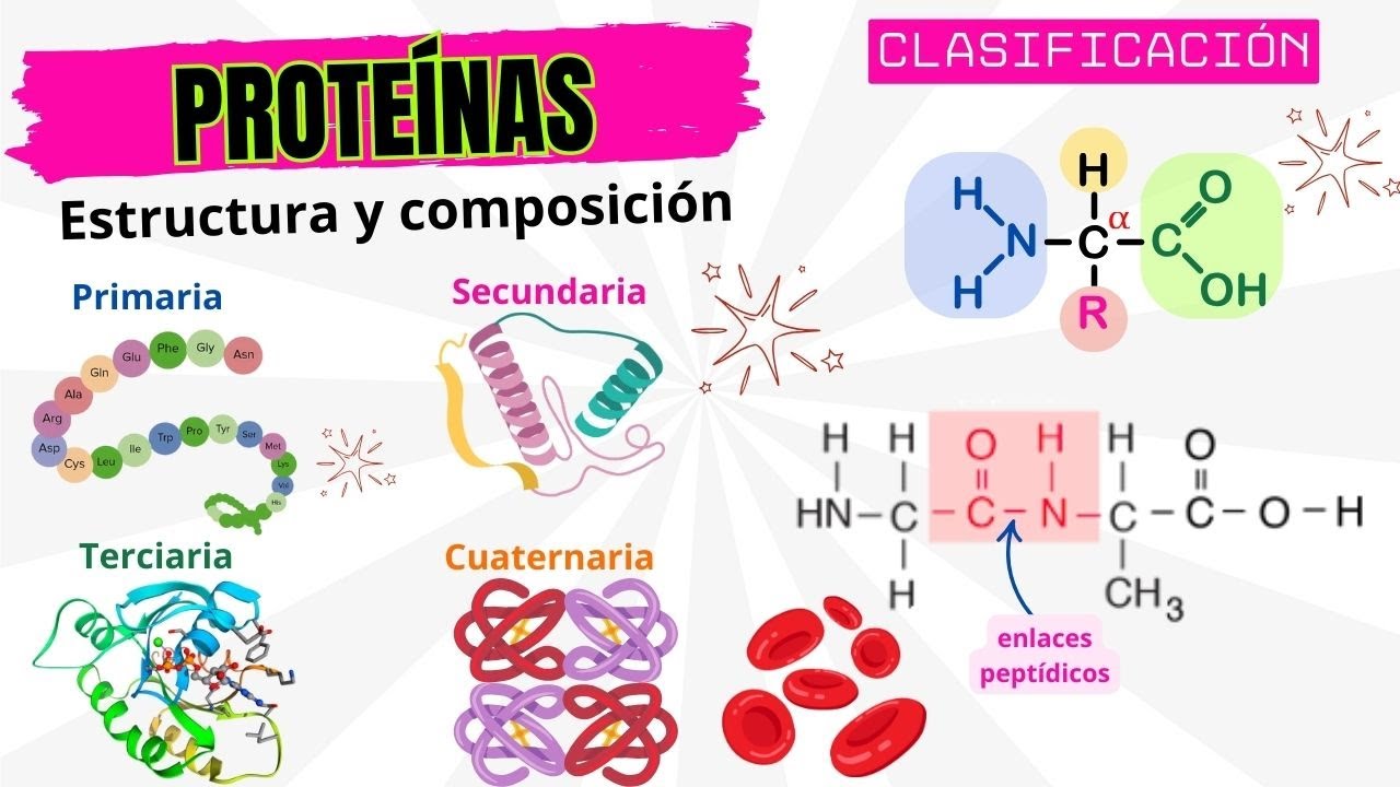 🥩 Proteínas 🧬 Estructura y Composición de las Proteínas 🥩enlace peptídico 🔬 Biomoléculas🧬 Bioquímica