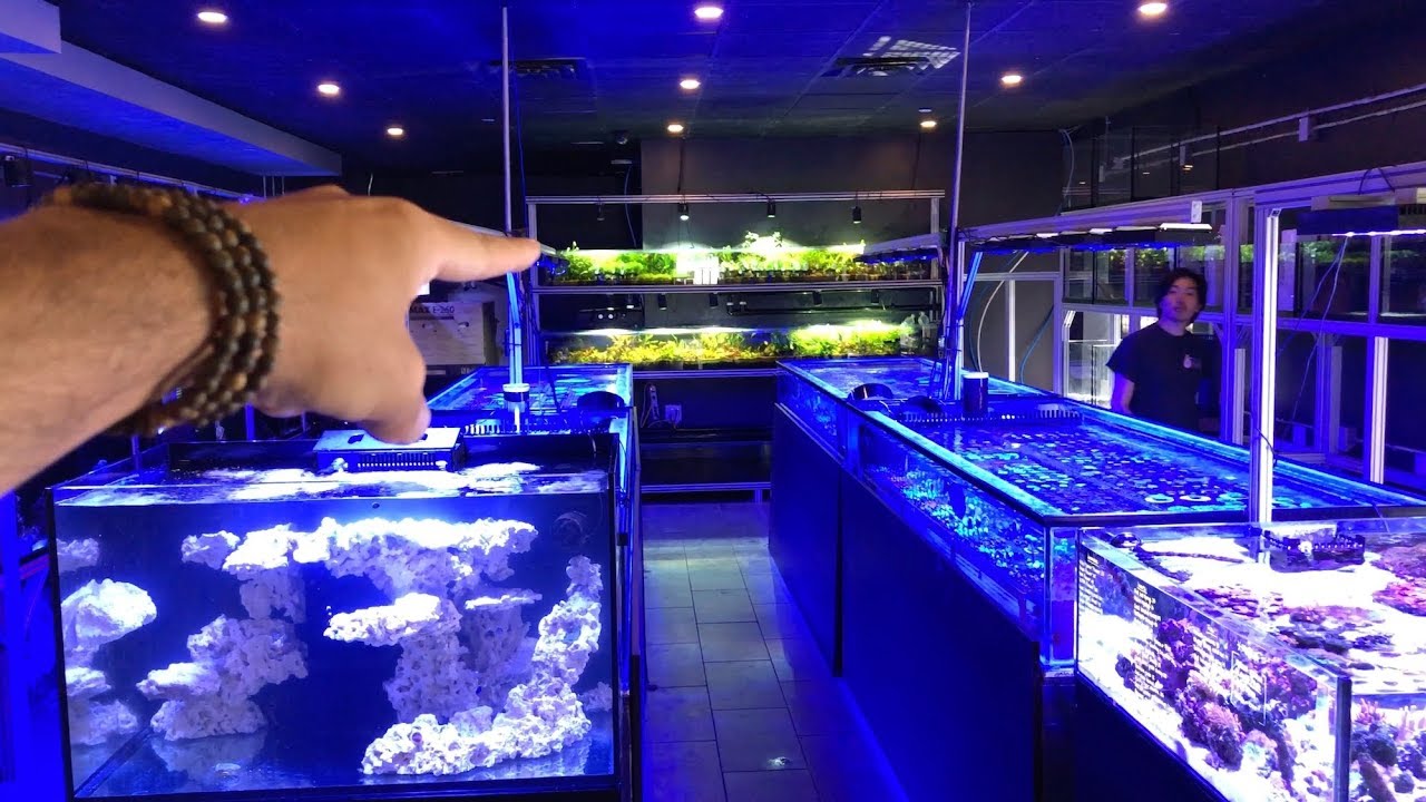 Manhattan Aquariums in New York City