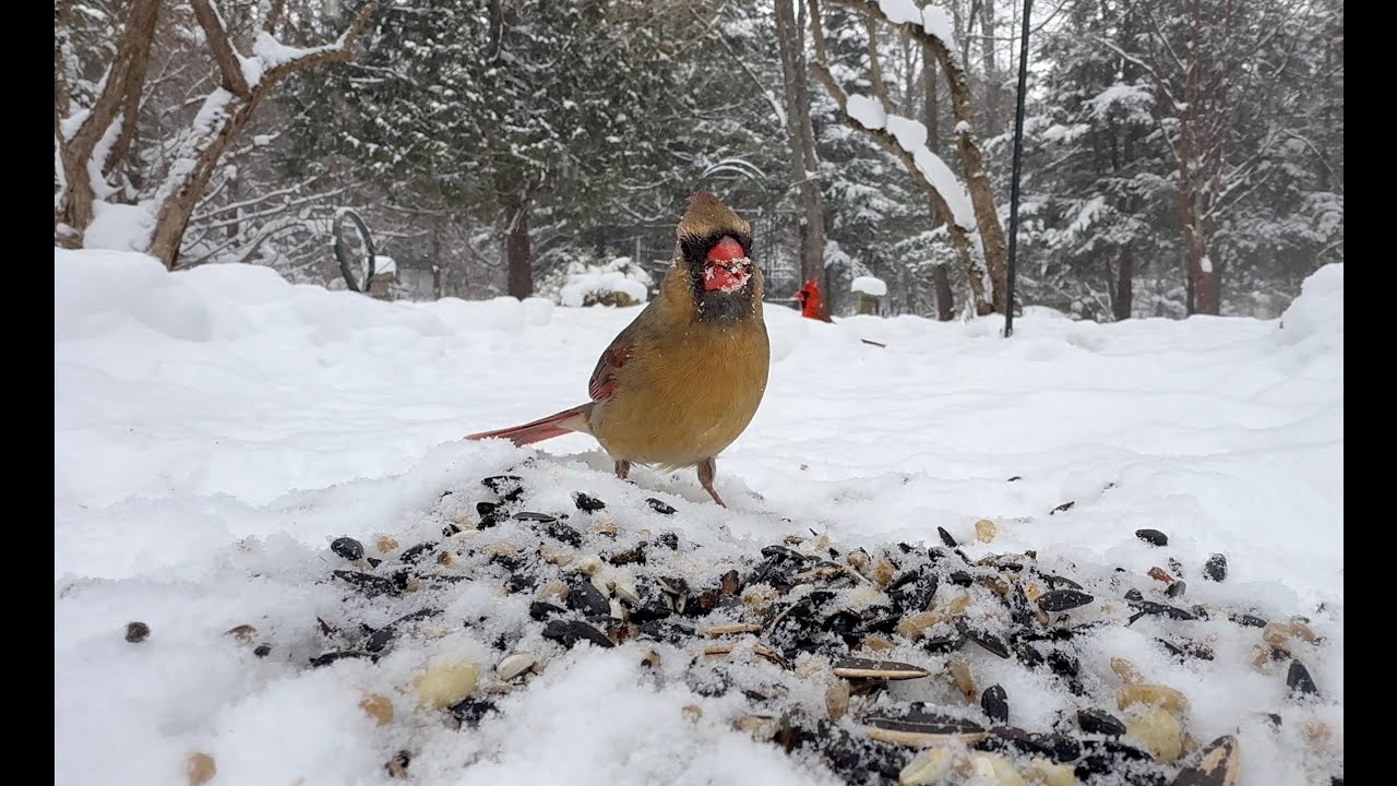 Cat TV Winter Wonderland ❄️🐦 | Birds Feeding on Seed in the Snow