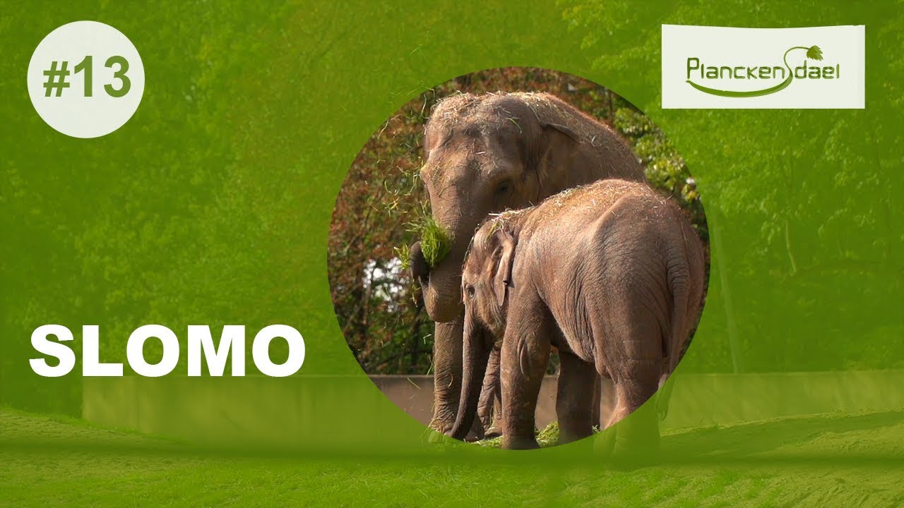 Slomo #13: olifanten